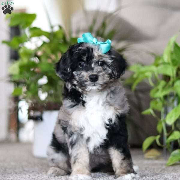 Holly, Mini Aussiedoodle Puppy